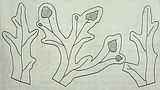 4 - Andamento delle venature e sori di spermatocisti (da Kylin, 1924)